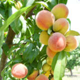 Peach Tropic Snow Trepeatsn - Garden Express Australia