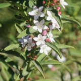 Philotheca Myoporoides P14phimyo - Garden Express Australia