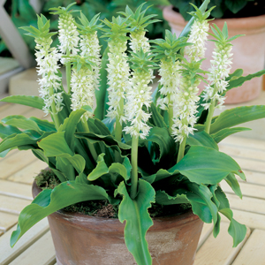 Pineapple Lily Dwarf White