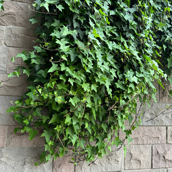 Pittsburgh Ivy