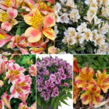 Princess Lily Starter Pack 1 Colplisp1 - Garden Express Australia