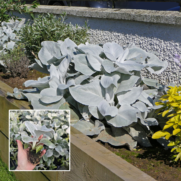 Senecio Angel Wings