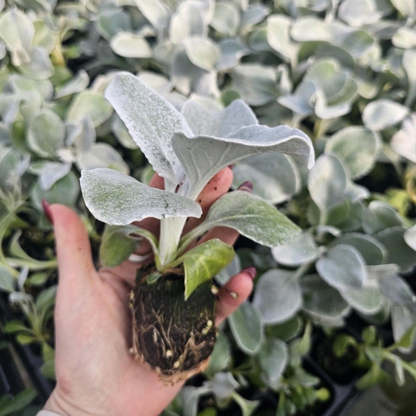 Senecio Angel Wings