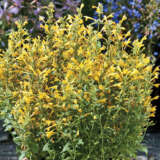 Agastache Arizona Sun P68agaasn - Garden Express Australia