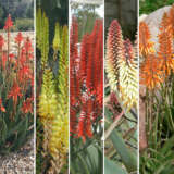 Aloe Lucky Dip 5pack - Garden Express Australia