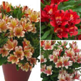 Alstroemeria Inca Collection 3- 3 Plants