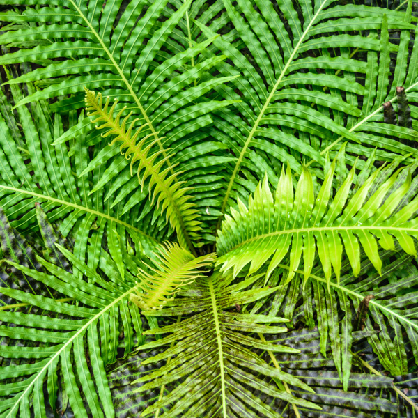 Blechnum Fish Bone Water Fern