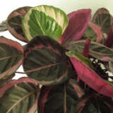 Calathea Eclipse P68calecl - Garden Express Australia