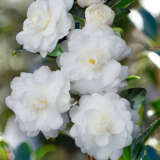 Camellia Slimline Avalanche P14camsav - Garden Express Australia