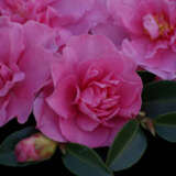 Camellia Slimline With Love P14camswl - Garden Express Australia