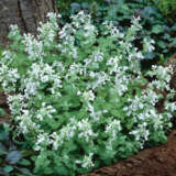 Catmint White