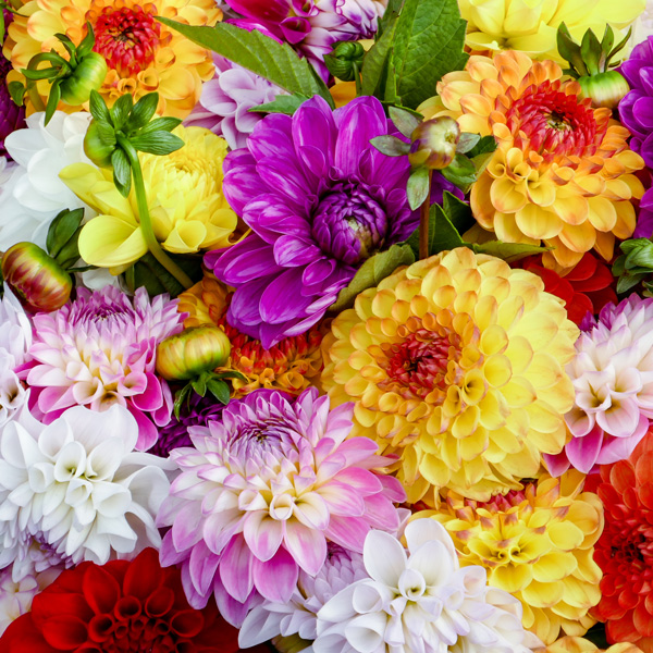 Dahlia Assorted Mixed (2pk)