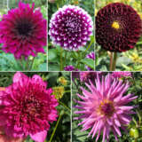 Dahlia Bordeaux Bliss Collection Coldahbbl - Garden Express Australia