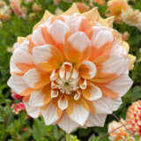 Dahlia Cornflakes Pkdahcor - Garden Express Australia