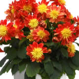 Dahlia Dalina Fireball P75dahdfb - Garden Express Australia