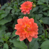 Dahlia Dalina Mango P75dahdmn - Garden Express Australia