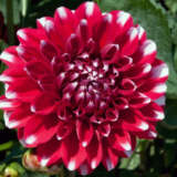 Dahlia Dalina Tampico P75dahdtm - Garden Express Australia