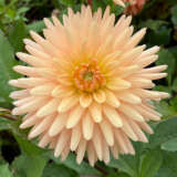 Dahlia Embrace Pkdahemb - Garden Express Australia