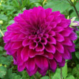 Dahlia Formby Empress Pkdahfem - Garden Express Australia