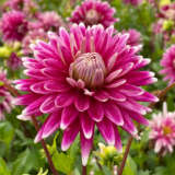 Dahlia Fracap Pkdahfra - Garden Express Australia