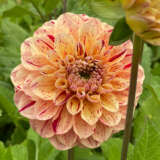 Dahlia Homicide Pkdahhom - Garden Express Australia