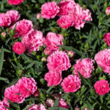 Dianthus Rose Joy P68diarjo - Garden Express Australia