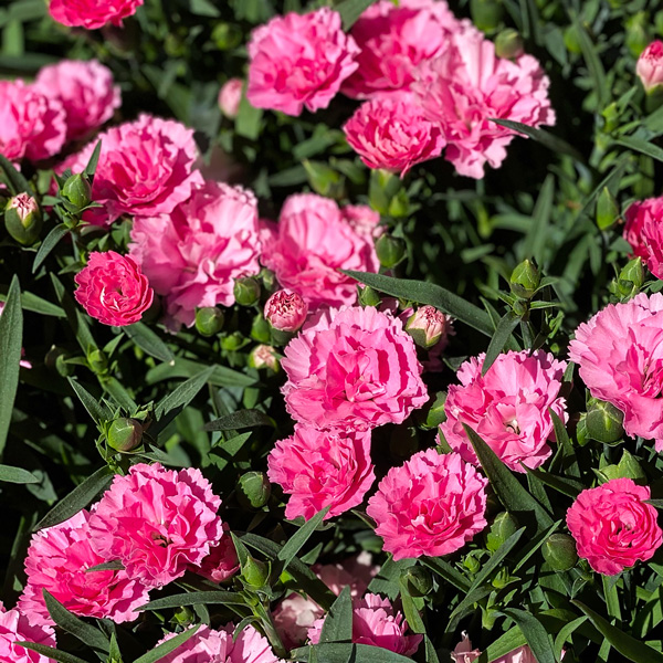 Dianthus Rose Joy