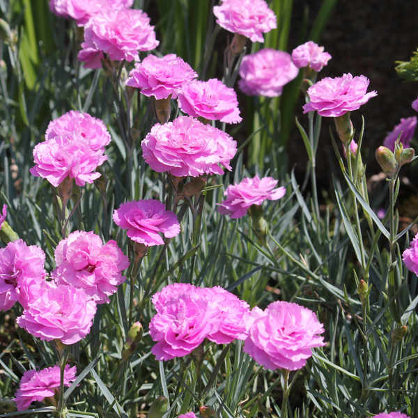 Dianthus Valda Wyatt