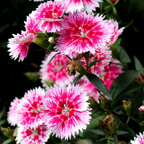 Dianthus White Fire