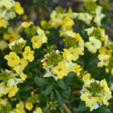 Erysimum Primrose Beauty P68erypbe - Garden Express Australia