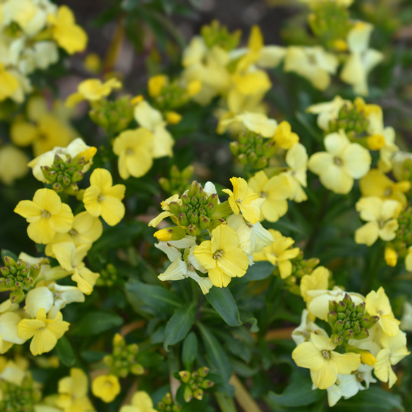 Erysimum Primrose Beauty