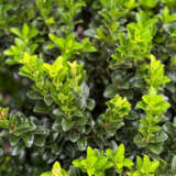 Euonymus Green Rocket - Garden Express Australia