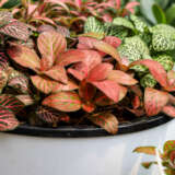 Fittonia Orange P68fitora - Garden Express Australia