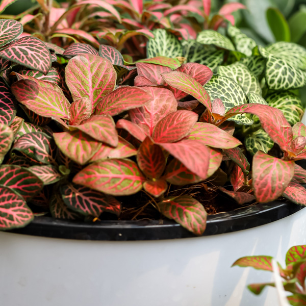 Fittonia Orange