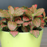 Fittonia Pink P68fitpin - Garden Express Australia