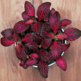 Fittonia Red P68fitred - Garden Express Australia