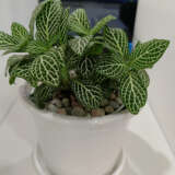 Fittonia White P68fitwhi - Garden Express Australia