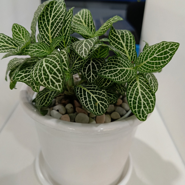 Fittonia White