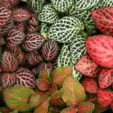 Fittonia Red