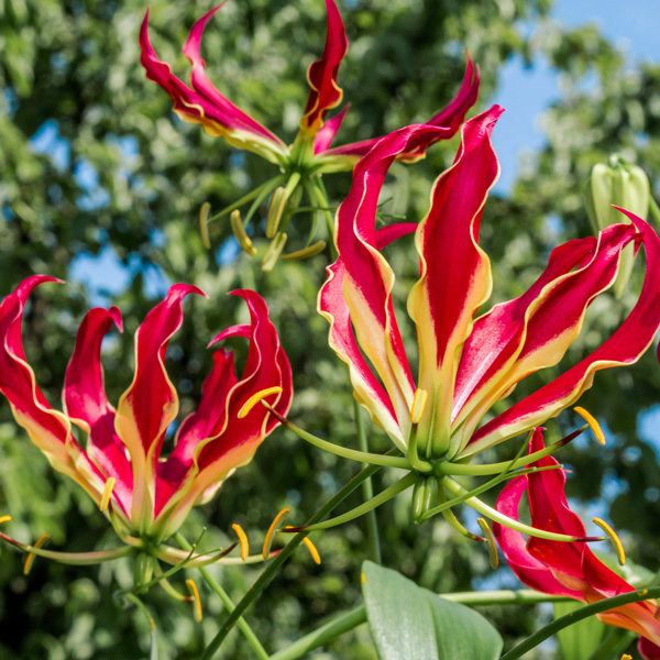 Gloriosa Lily