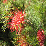 Grevillea Covergirl - Garden Express Australia