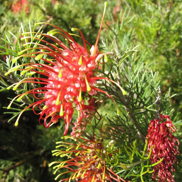 Starter Pack – Grevillea Covergirl