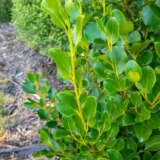 Griselinia Littoralis Colgrilit - Garden Express Australia