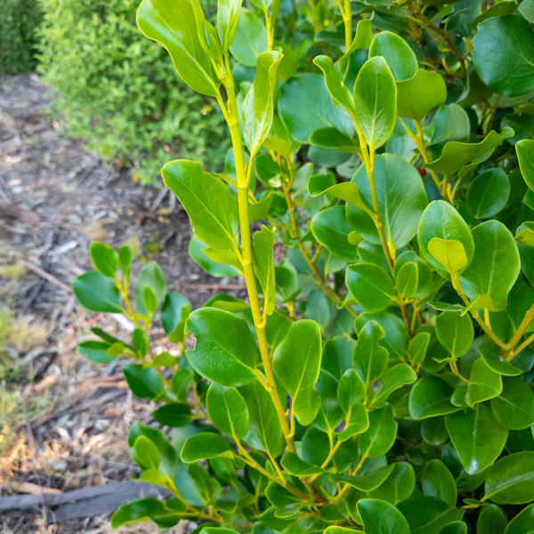 Starter Pack – Griselinia Littoralis