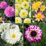 Gurus Dahlia Champagne Blush Collection Coldahcbl - Garden Express Australia