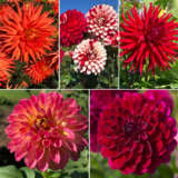 Gurus Dahlia Merlot Sunset Collection Coldahmsu - Garden Express Australia