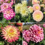 Gurus Dahlia Moscato Magic Collection