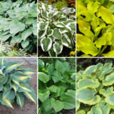 Gurus Hosta Coll 1 2024 Colgurho1 - Garden Express Australia