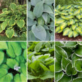 Gurus Hosta Coll 2 2024 Colgurho2 - Garden Express Australia