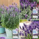 Gurus Lavender Out Of The Blue Sampler Collection Colgurlob - Garden Express Australia